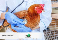 درمان عفونت گلوی مرغ