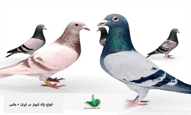انواع نژاد کبوتر در ایران