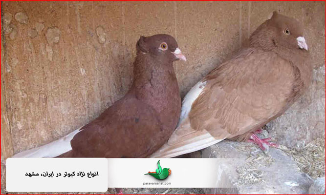 انواع نژاد کبوتر در ایران