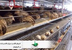 فروش قفس مرغ و قفس بلدرچین در آذربایجان