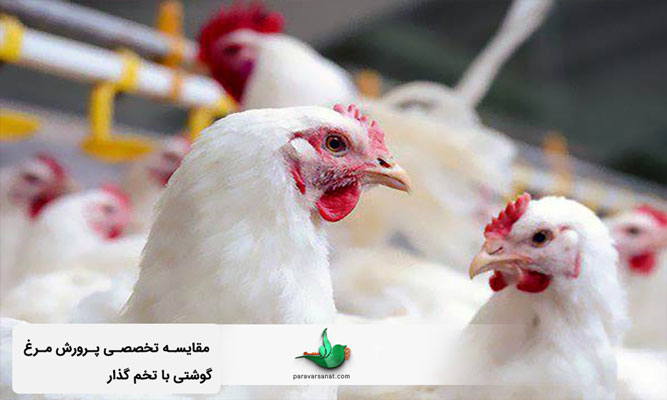 مقایسه تخصصی پرورش مرغ گوشتی با تخم گذار