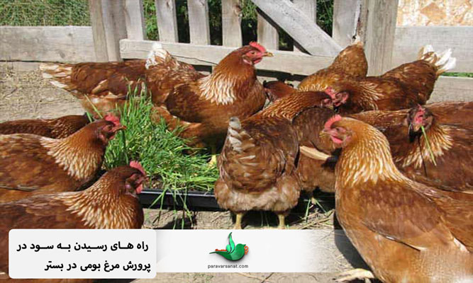 سود پرورش مرغ بومی در بستر