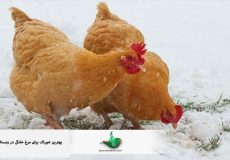 بهترین خوراک برای مرغ خانگی در زمستان