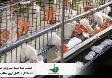 صد پرورش مرغ تخمگذار