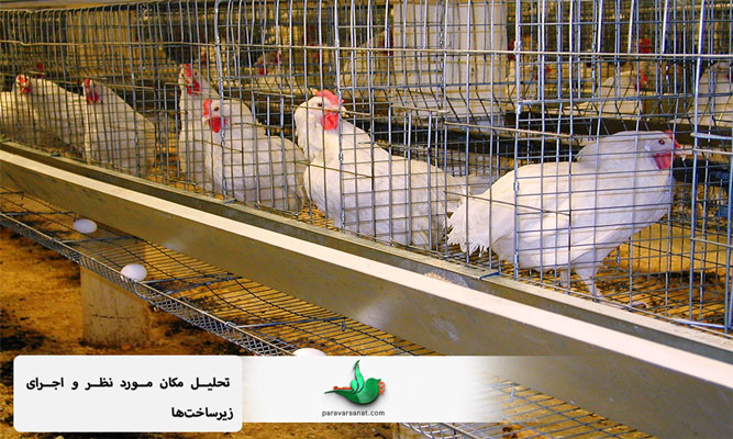 مشاوره پرورش مرغ