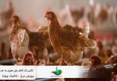 کاهش هزینه ها در پرورش مرغ