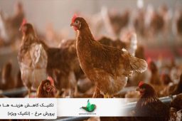 کاهش هزینه ها در پرورش مرغ