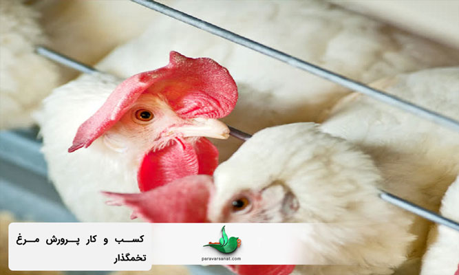 کسب و کار پرورش مرغ تخمگذار