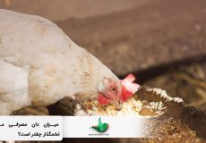 میزان دان مصرفی مرغ تخمگذار