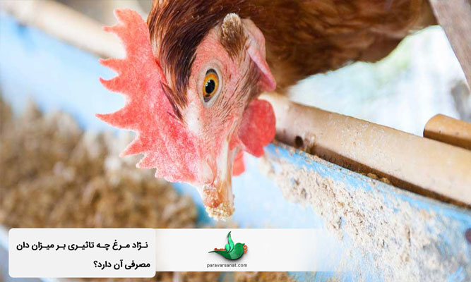 میزان دان مصرفی مرغ تخمگذار