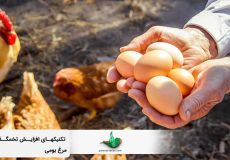 تکنیک های افزایش تخمگذاری مرغ بومی